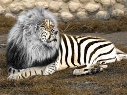 Lion + Zebra = Zebon